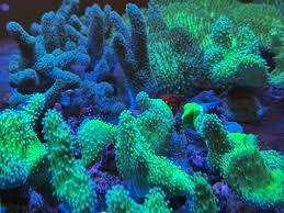 Package Coral